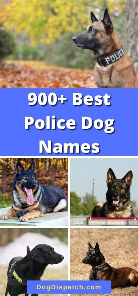 900+ Best Police Dog Names (2022 Updated) - Dog Dispatch