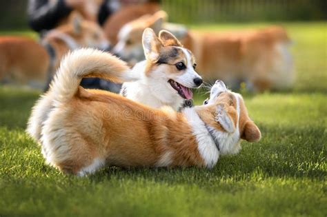 Two Happy Corgi Dogs Playing Outdoors on Grass Stock Image - Image of ...