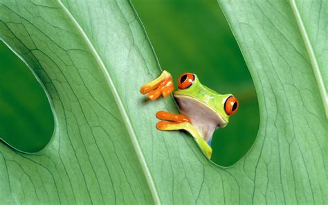 Green Frog wallpaper | 2560x1600 | #74732