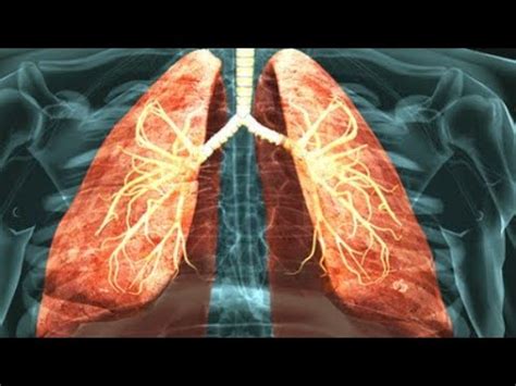 RESPIRATORY SYSTEM | 3D Animation | Inhalation and exhalation | breathing | Ventilation - YouTube