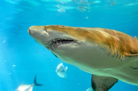 A rare sand tiger shark nursery has been discovered off Long Island - The Washington Post