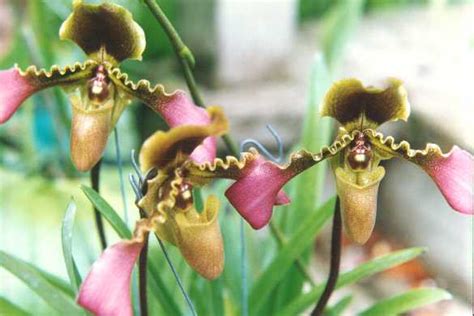 Internet Orchid Species Photo Encyclopedia