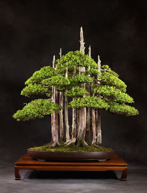 Download Large Bonsai Tree PNG - Bonsai Ideas