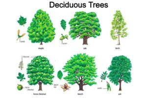 Deciduous & Coniferous Trees | Definition, Description, and Types