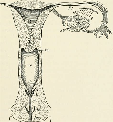 Discharge during ovulation | General center | SteadyHealth.com