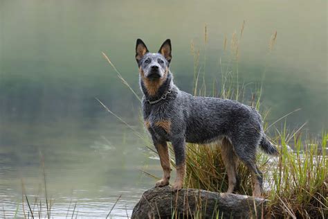 The Blue Heeler Corgi Mix: Everything You Need To Know