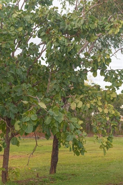 Image of Kakadu Plum tree - Austockphoto