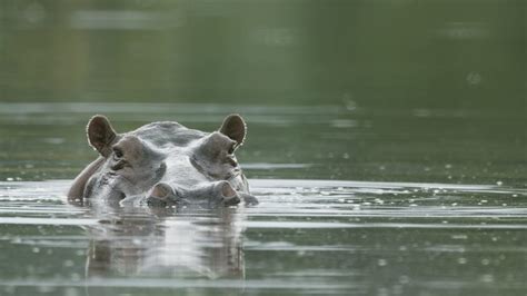 The Hunt for Escobar's Hippos - Terra Mater Studios