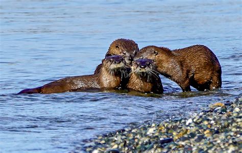 A Professor's Passion: Studying Otter Behavior - Whidbey Camano Land Trust