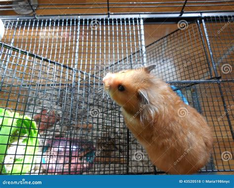 Golden Syrian Hamster in Cage. Stock Photo - Image of look, looking ...