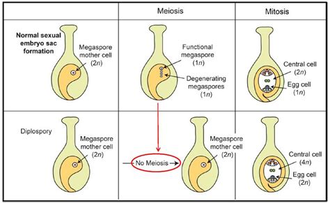 What is Apomixis and Polyembryony? ~ BIOLOGY for AIPMT