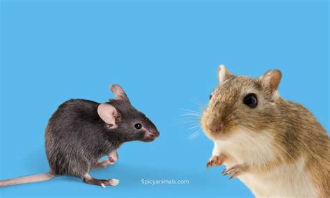 Gerbil vs Mouse: Understanding the Key Differences - 2024