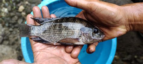 Man Holding Oreochromis mossambicus fish, tilapia or mujair fish. Fresh ...