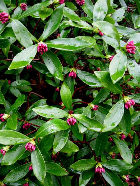 winter daphne Daphne odorata | Evergreen garden, Winter plants, Garden shrubs