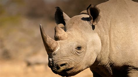 Which Animal Is the Rhino's Best Friend