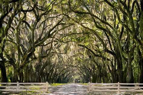 Wormsloe Plantation – Savannah, Georgia | Bored Panda