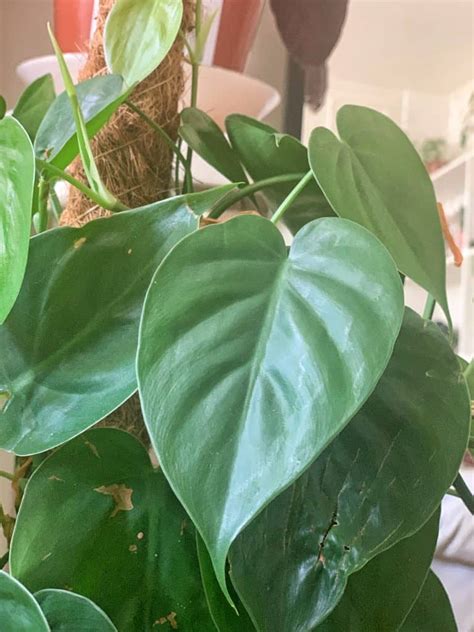 Heartleaf Philodendron (Philodendron scandens) Care Guide