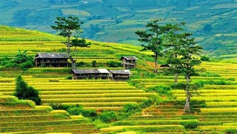 Exploring Mu Cang Chai Tour: A Comprehensive Travel Guide For 2023