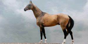 The Akhal-Teke: All You Need To Know About This Unique Breed – Insider Horse – Latest & Greatest ...