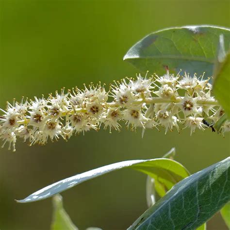 Terminalia Chebula - RK Nursery and Seeds