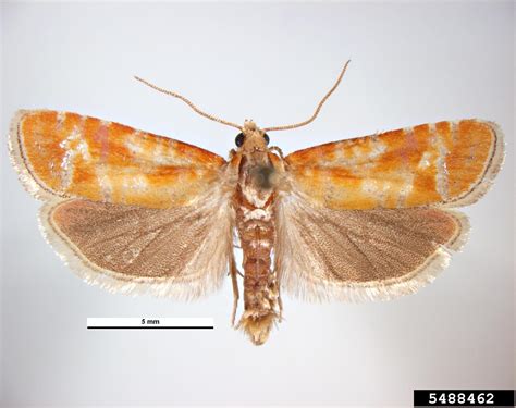 European pine shoot moth (Rhyacionia buoliana)