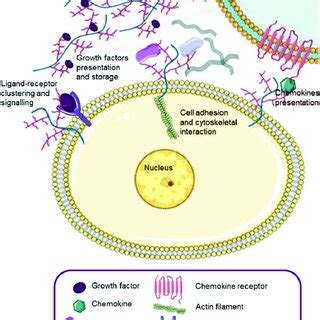 2 Heparan sulfate proteoglycans roles in cell physiology; they act as... | Download Scientific ...