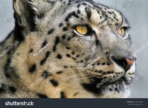 4,341 "snow leopard eyes" Images, Stock Photos & Vectors | Shutterstock