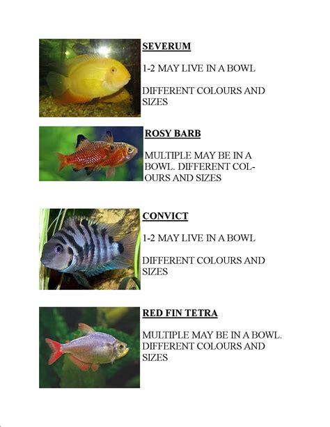 Ornamental Fish, Buy from Ornamental Aquatics. Jamaica - Kingston - WorldTradeDB.com - The World ...