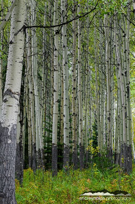 Aspen Grove by Eric Reynolds - Landscape Photographer