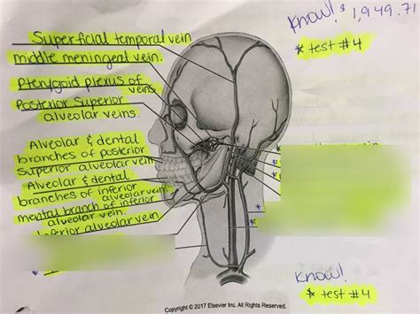 OROFACIAL ANATOMY II - TEST #4 - VASCULAR SYSTEM - DIAGRAM #8 Diagram ...