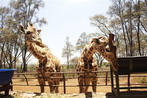 Giraffe babies in Giraffe centre | Giraffe Centre, Nairobi Kenya - Hetamentaries