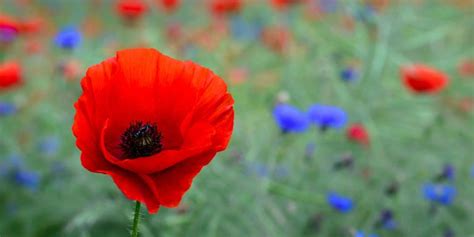 Poppy Flower — Symbolism of Red Poppies