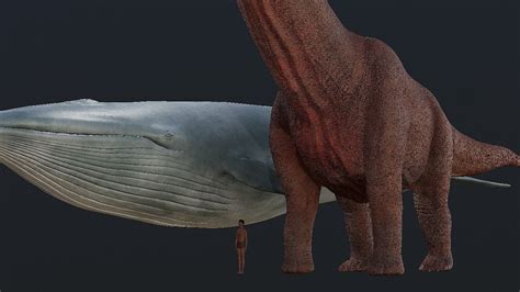 Blue Whale and Argentinosaurus 3d size comparison - YouTube