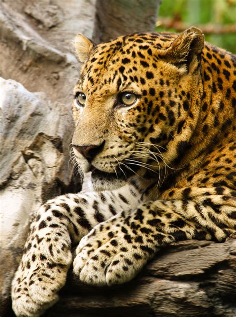 Javan leopard - Wikipedia