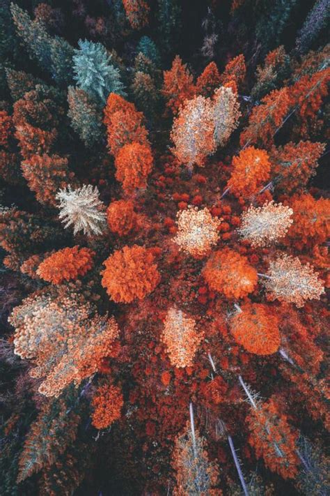 Árboles de otoño 🍁 | Autumn photography, Autumn aesthetic, Autumn trees