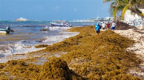 Massive Smelly Seaweed Blob Approaches Florida and the Caribbean