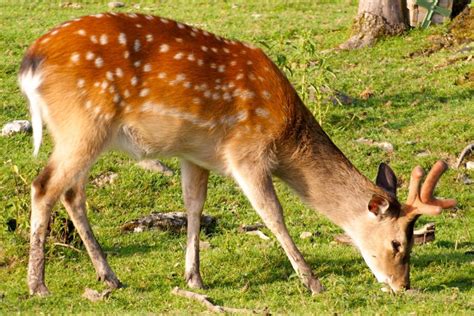 Deer Are Herbivores Stars With White Spots On Its | lupon.gov.ph