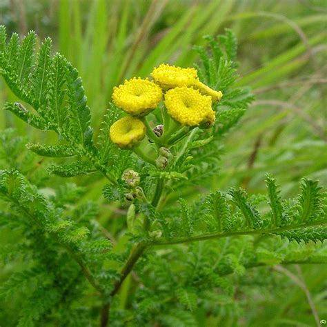 TANSY Flower 4lb 1814g ORGANIC Dried Bulk Herb Tanacetum | Etsy