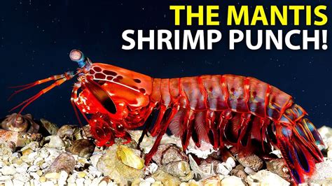 The Mantis Shrimp Punch | Explained - YouTube