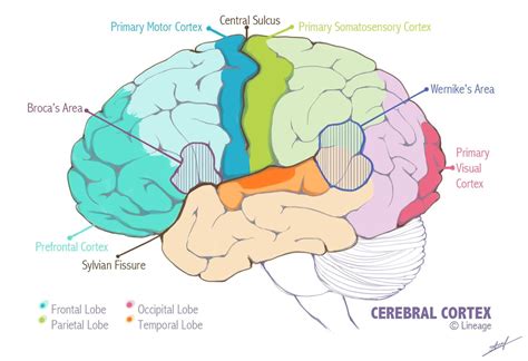 The Connection Of Point Brain Computer Interface — The Cerebral Cortex