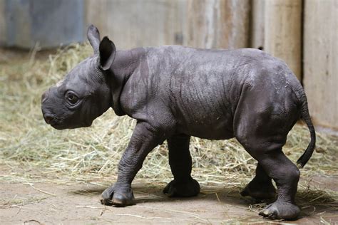 Endangered Black Rhino Baby Born At Chicago's Lincoln Park Zoo (PHOTOS) | HuffPost