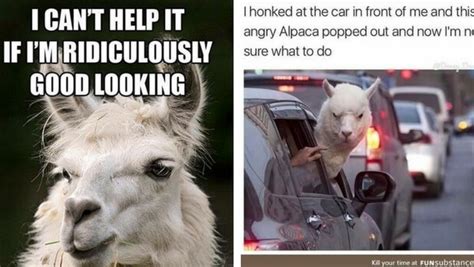 38 Alpaca Memes That Will Either Be The Funniest Or Weirdest Thing You ...