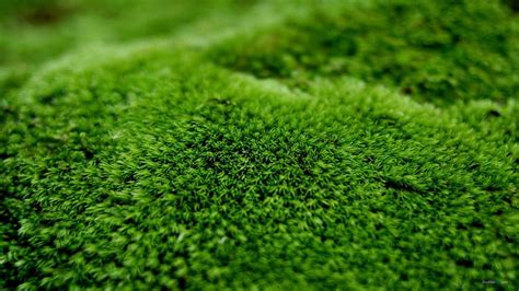 Moss Wallpapers - Wallpaper Cave