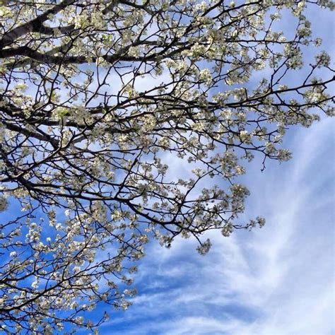 Pear tree blossoms! | Tree, Blossom, Outdoor