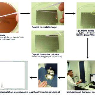 Sequence of identification by MALDI-TOF mass spectrometry of a ...