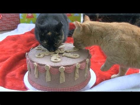 Cats Eating Christmas Cake - YouTube