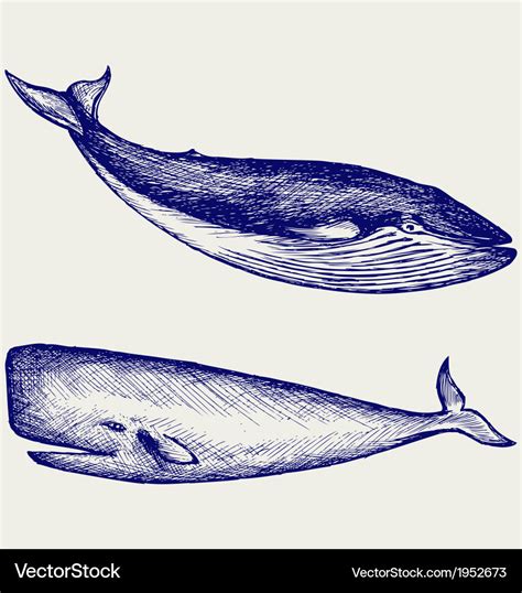 The humpback whale Royalty Free Vector Image - VectorStock