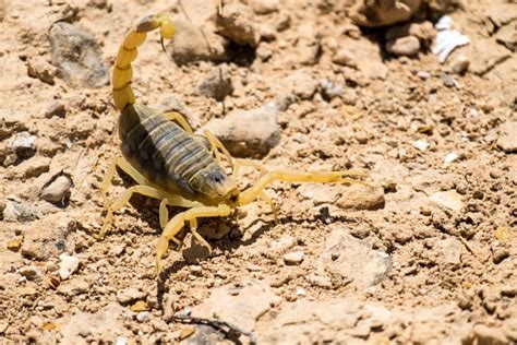 8 Deadly Deathstalker Scorpion Facts - Fact Animal