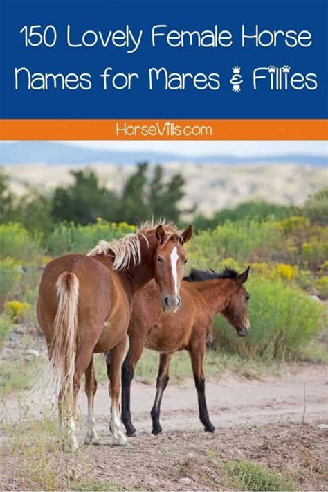 150 Lovely Female Horse Names for Mares & Fillies in 2021 | Female horse names, Horse names, Horses