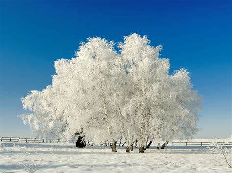 Winter Tree Wallpapers - 4k, HD Winter Tree Backgrounds on WallpaperBat